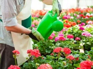 professionista durante l'annaffiatura delle piante lasciate in custodia