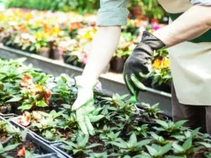 professionista durante la cura delle piante nel deposito