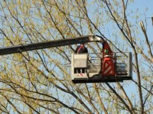 operaio utilizza piattaforma aerea per potatura di un albero