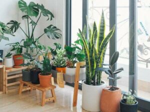 diverse tipologie di piante in un appartamento